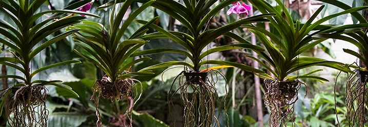 Fünf blühende Orchideen hängen in einem Gewächshaus